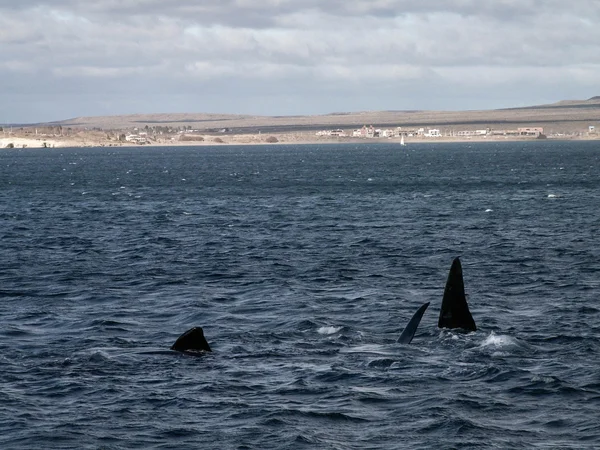 Lots Of Right Whale Fins — Stock Photo, Image