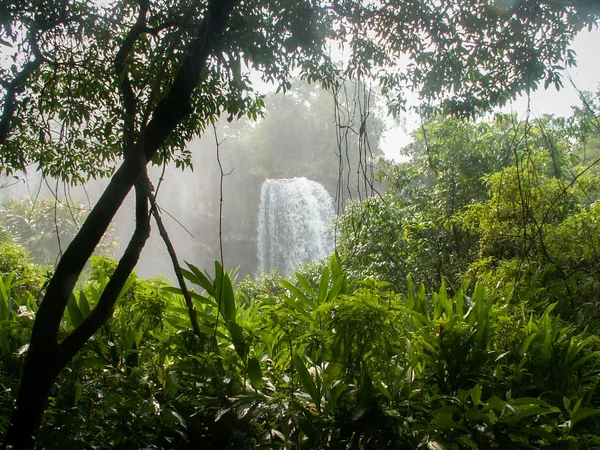 Cascade des chutes d'Iguazu à travers les plantes — Photo