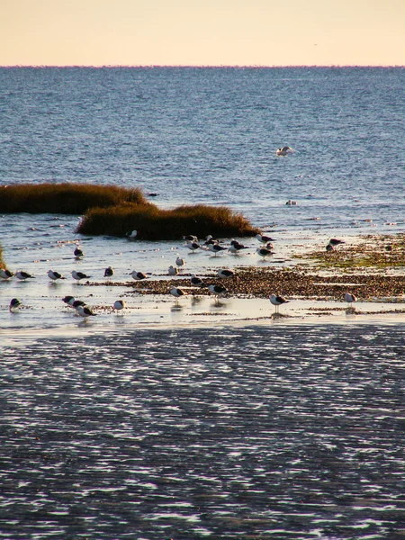 นกชายฝั่งบนชายหาด — ภาพถ่ายสต็อก
