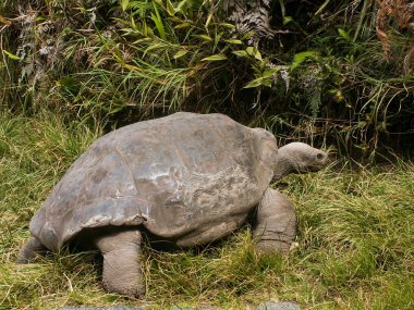 Galapagos Tortoise uzağa bakıyor
