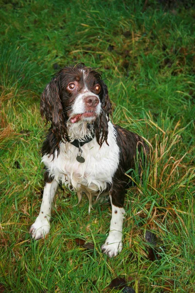 Wet Dog Looking Up — Stock Photo, Image