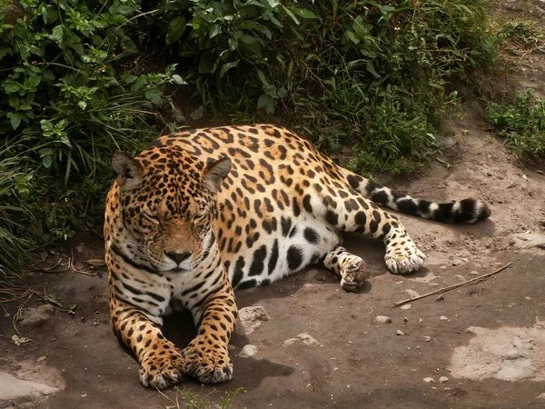 Leopar snoozing — Stok fotoğraf