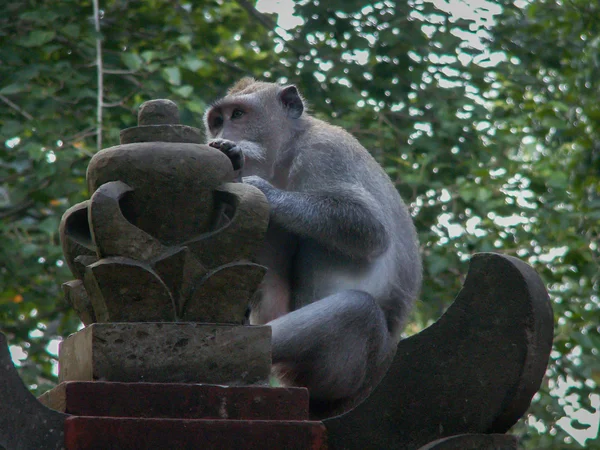 Pensive Monkey — Stock Photo, Image