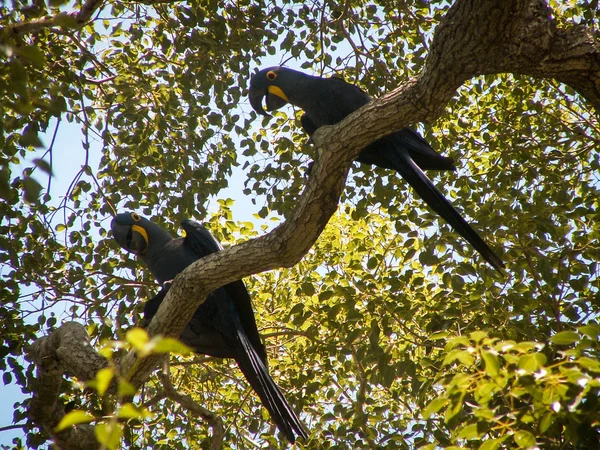 PAir de papagaios — Fotografia de Stock