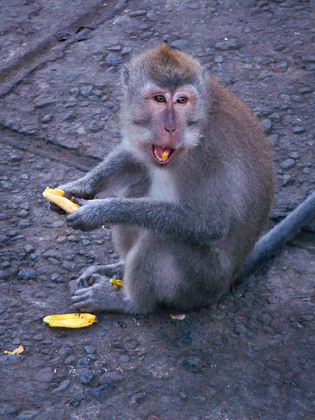 Mono y pequeño plátano — Foto de Stock