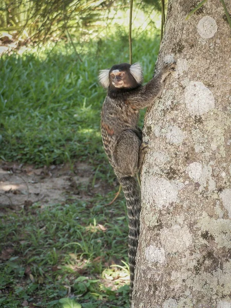 Äffchen auf einem Baum — Stockfoto