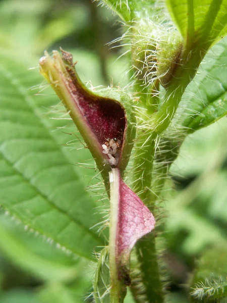 Lemon Ants On Plant — Stock Photo, Image