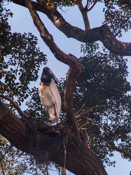 Jabiru na árvore — Fotografia de Stock