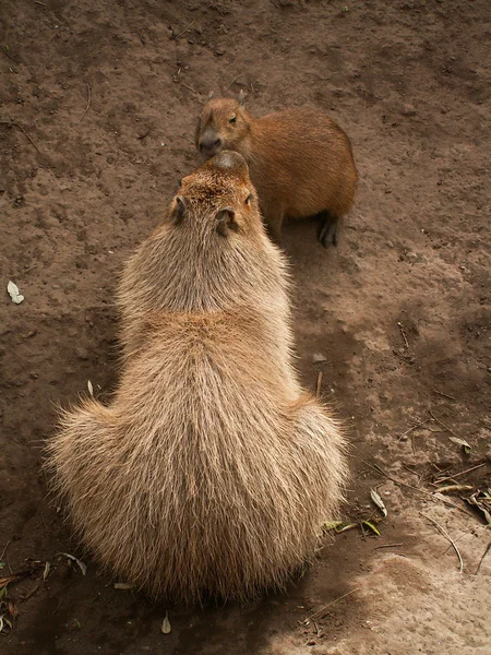 Capivara e bebê — Fotografia de Stock