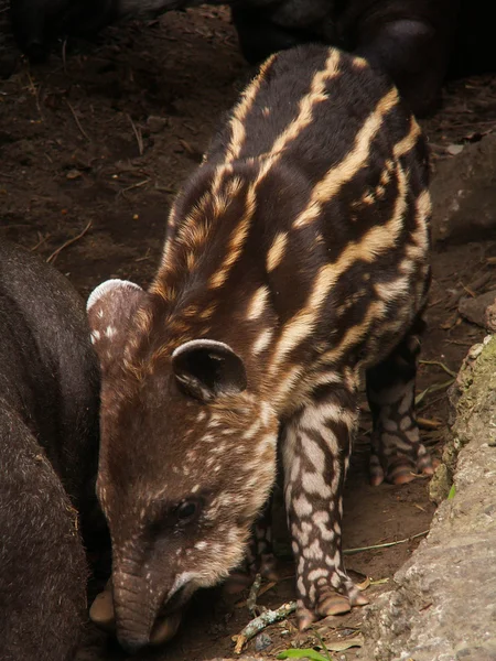 Tapir bebê — Fotografia de Stock
