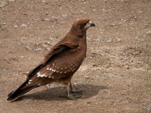 Águila de cerca — Foto de Stock