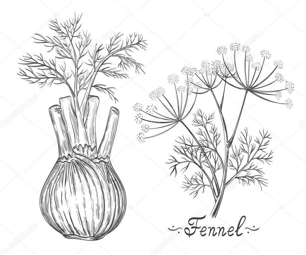 Fennel spice herb root and stem botanical set. Herb bulb. Dill leaves. Fresh natural spice. Medical plant. Healthy vegetarian food. Cooking ingredient for culinary menu. Ink hand drawn sketch vector 