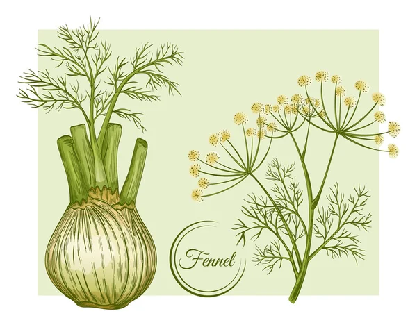 Fresh Fennel Bulb Stem Spice Herb Root Flowering Botanical Plant — Stock Vector