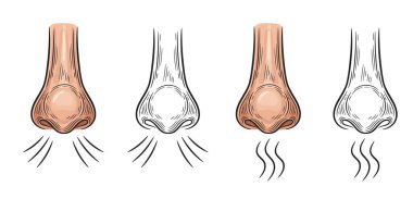 Burnunu içine çek. Aroma koku ikonu. Burundan nefes al. Algılama organı. Hava solunumu, koku alma, alerji, koronavirüs hastalığı belirtileri olarak anosmi. Çizgi film ve siyah çizgi tabela seti. Vektör çizimi