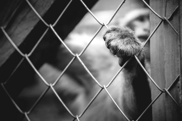 Yalnız maymun hayvanat bahçesinde kafes arkasında oturan — Stok fotoğraf