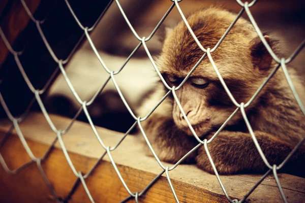 Singe assis dans la cage au zoo — Photo