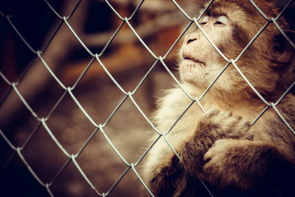 Einsamer Affe sitzt hinter dem Käfig — Stockfoto