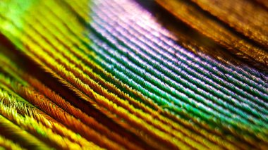 Kuş tüyü makro çekim