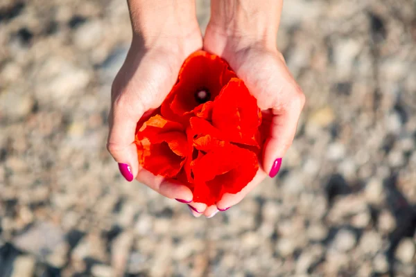 Lindas flores de papoula vermelha nas mãos das mulheres — Fotografia de Stock