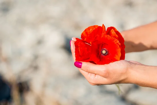 Frumoase flori de mac roșu în mâinile femeilor — Fotografie, imagine de stoc