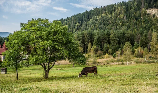 Αγελάδα στα Καρπάθια Όρη — Φωτογραφία Αρχείου