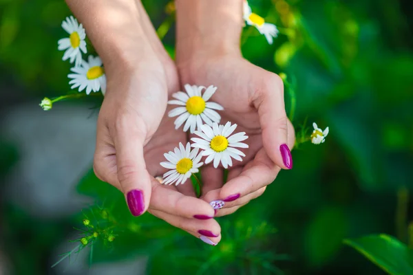 Girl holding nice daisies flowers in her hands — Stock Photo, Image