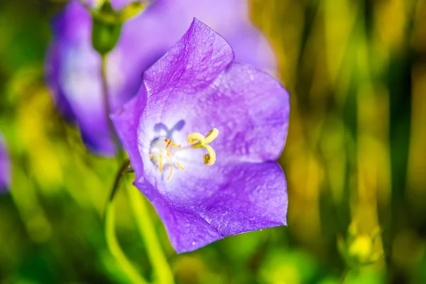 Kleine paarse bloem — Stockfoto