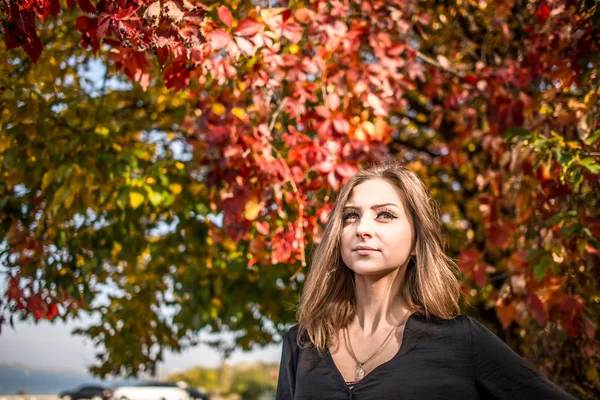 Joven señora bastante elegante posando cerca de colorido árbol en otoño — Foto de Stock
