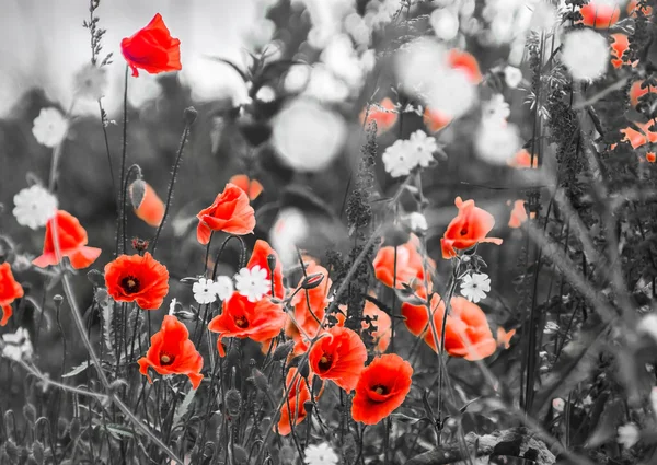 Red poppy flowers on the field — Stock Image Red poppy flowers on the field Stock Picture