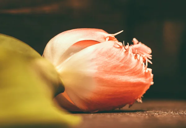 Tulip flower on dark background, macro shot — Stock Photo, Image