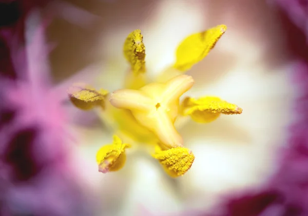 Macro shot of purple flower with yellow pollens inside — Stock Photo, Image