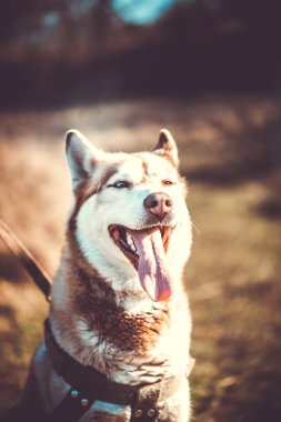 güzel kahverengi husky köpek açık ormandaki portresi