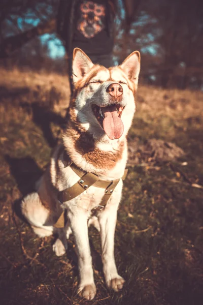 Portræt af smuk brun husky hund udendørs i skoven - Stock-foto
