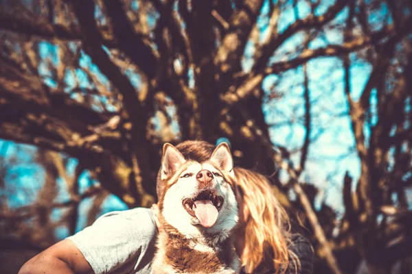 Portrait of husky dog outdoor with kissing couple behind — Stock Photo, Image