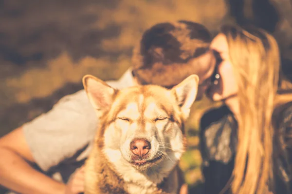 Portrait de chien husky en plein air avec un couple embrassant derrière — Photo
