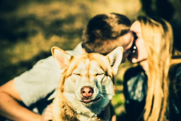 Retrato de cão husky ao ar livre com casal beijando atrás — Fotografia de Stock