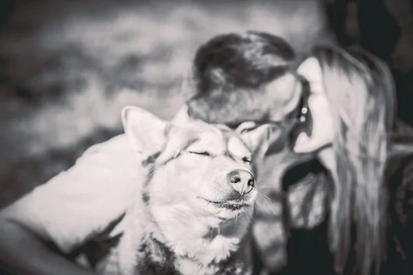 Portrait de chien husky en plein air avec un couple embrassant derrière — Photo