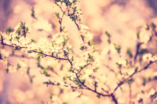 Blossom gren på trädet utomhus i trädgården — Stockfoto