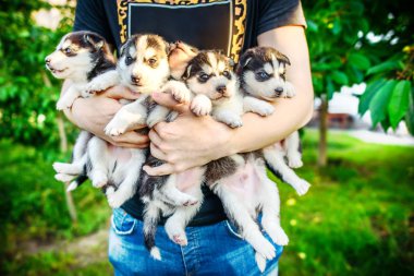 Sevimli küçük husky yavruları