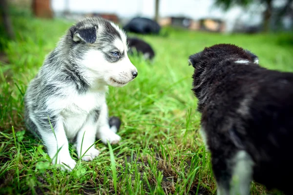 Pretty little husky puppies — Stock Photo, Image