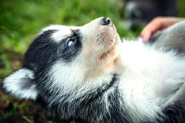 Ziemlich kleiner Husky Welpe — Stockfoto