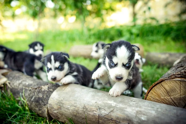 Piuttosto piccoli cuccioli husky — Foto Stock