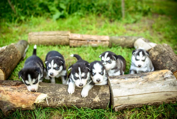 Pretty little husky puppies — Stock Photo, Image