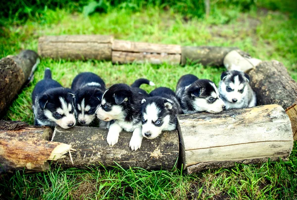 Pretty little husky puppies — Stock Photo, Image