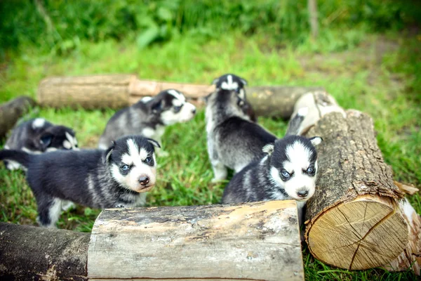 Hübsche kleine Husky-Welpen — Stockfoto