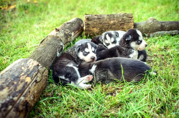 Bastante poco husky cachorros — Foto de Stock