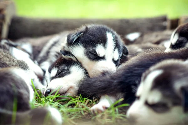 Söt liten husky valpar — Stockfoto