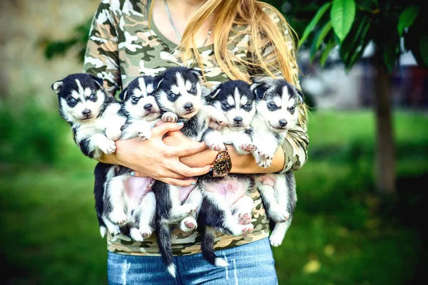 Bastante poco husky cachorros —  Fotos de Stock