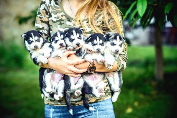 Piuttosto piccoli cuccioli husky — Foto Stock