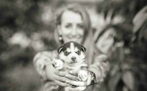 Carino piccolo cucciolo husky — Foto Stock
